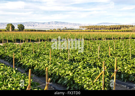 Trellisierte zweistufige Pfefferpflanzen, Feldbepflanzung, Orangenhaine, Dattelpalme 'Phoenix dactylifera' Plantage im Hintergrund. Stockfoto