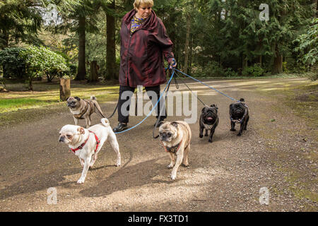 Frau, die ihre fünf Pugs (schwarze - Kirby & Ollie, Kälber - Bernie & Cabo, weiß - Lewee) in Redmond, Washington, USA Stockfoto