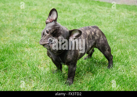 Dobee, die französische Bulldogge in Redmond, Washington, USA.  Zwei Besonderheiten der französischen Bulldogge sind die Fledermaus-Ohren und die Hälfte Stockfoto