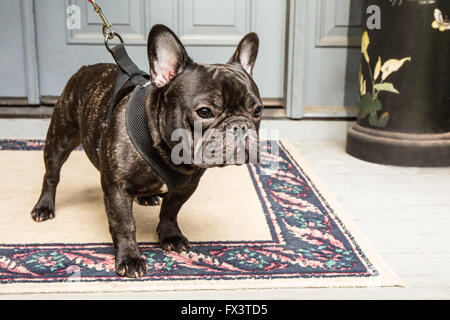 Dobee, die französische Bulldogge, begierig zu gehen für einen Spaziergang in Redmond, Washington, USA. Stockfoto