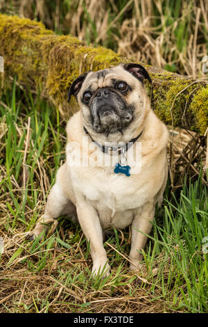 Beige-farbigen Mops, Buddy, posiert mit einem moosbedeckten Zaun im Marymoor Park in Redmond, Washington, USA Stockfoto