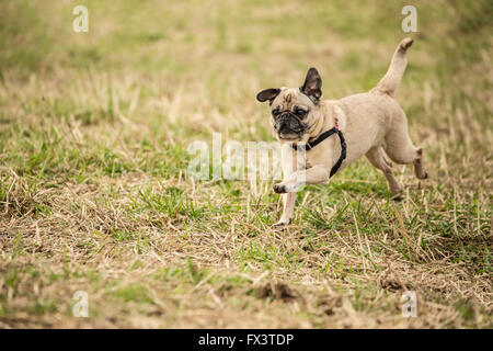 Beige-farbigen Mops, Bella Boo in einem Feld im Marymoor Park in Redmond, Washington, USA Stockfoto