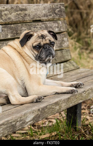 Beige-farbigen Mops, Buddy, ruht auf einer hölzernen Parkbank im Marymoor Park in Redmond, Washington, USA Stockfoto