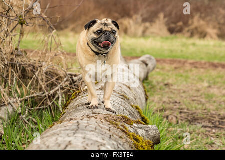 Beige-farbigen Mops, Buddy, stehend auf einem umgestürzten Baum im Marymoor Park in Redmond, Washington, USA Stockfoto