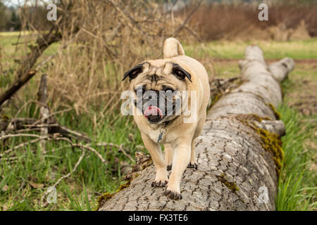 Beige-farbigen Mops, Buddy, zu Fuß auf einen umgestürzten Baum im Marymoor Park in Redmond, Washington, USA Stockfoto