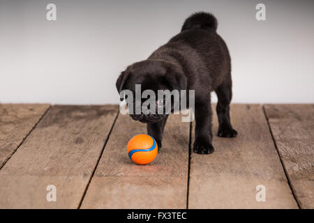 Fitzgerald, einen 10 Wochen alten schwarzen Mops Welpen Blick auf seinen Ball in Issaquah, Washington, USA Stockfoto