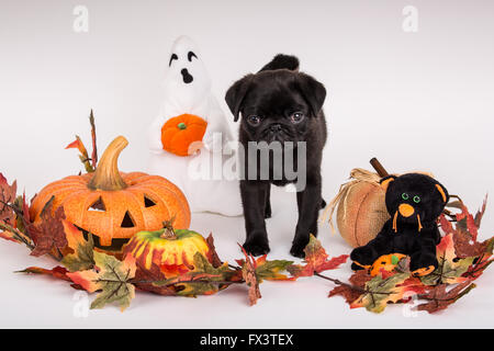 Fitzgerald, einen 10 Wochen alten schwarzen Mops Welpen umgeben von Halloween-Dekorationen in Issaquah, Washington, USA Stockfoto