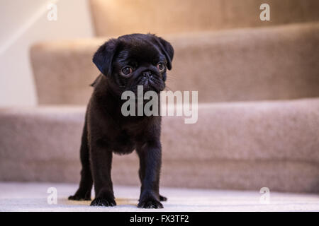 Fitzgerald, einen 10 Wochen alten schwarzen Mops Welpen stehend auf einem Teppichboden Treppenhaus in Issaquah, Washington, USA Stockfoto