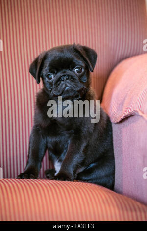 Fitzgerald, einen 10 Wochen alten schwarzen Mops Welpen sitzen in einem gepolsterten Stuhl in Issaquah, Washington, USA Stockfoto