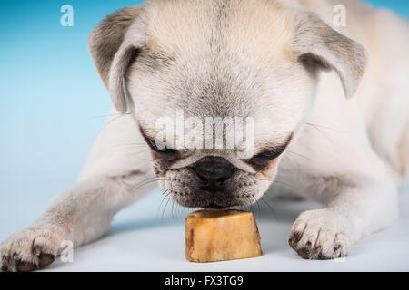 Max, einen weißen Mops Welpen schnüffeln gierig seine Knochen vor dem Kauen, in Issaquah, Washington, USA Stockfoto