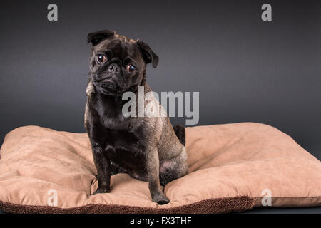 Olive, Mops, sitzend auf einem Hundebett in Issaquah, Washington, USA Stockfoto