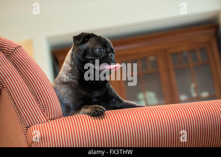 Olive, Mops, sitzend in einem gepolsterten Stuhl in Issaquah, Washington, USA Stockfoto