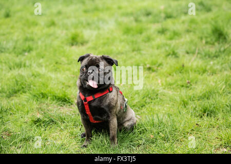 Olive, Mops, sitzen auf dem Hof mit einem lustigen Ausdruck auf ihrem Gesicht, in Issaquah, Washington, USA Stockfoto