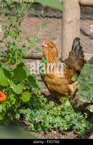 Americauna Huhn auf Nahrungssuche im Garten in Issaquah, Washington, USA Stockfoto