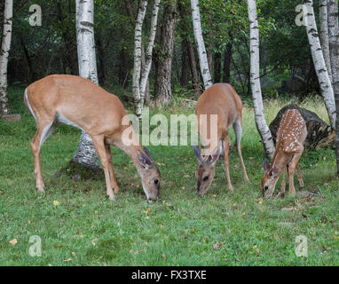 Zwei Whitetail Doe mit einem Whitetail Fawn Weiden auf Rasen Stockfoto