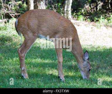 Whitetailed Doe Weiden auf Rasen Stockfoto