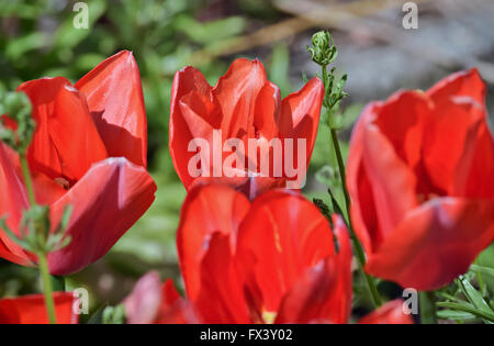 Closeup of beautiful red tulips in the garden Stockfoto