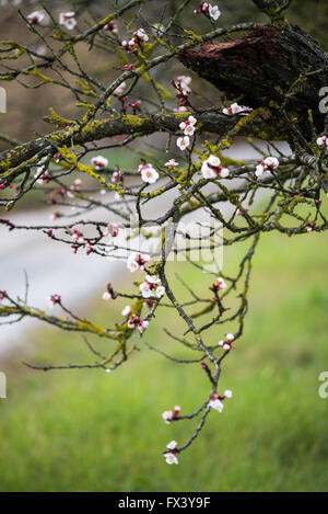 Obst-Blüten im Frühjahr, Maremma, Toskana, Italien Stockfoto