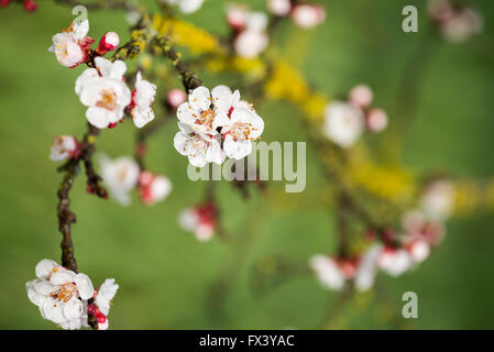 Obst-Blüten im Frühjahr, Maremma, Toskana, Italien Stockfoto