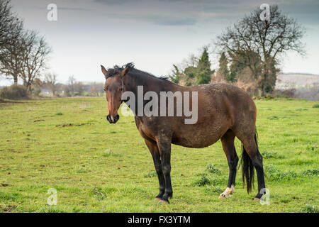 Pferde auf der Weide, Grosseto Provinz, Maremma, Toskana, Italien, Europa Stockfoto