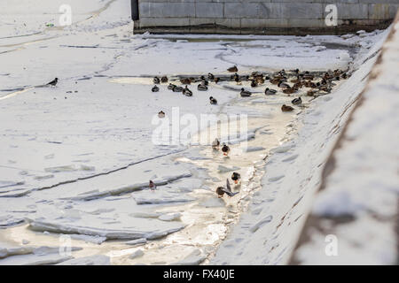 Enten auf Eis in hellen kalten Wintertag Stockfoto