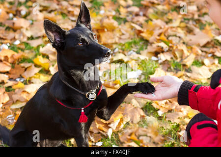 Schwarzer Hund in roter Kragen sitzt und gibt Pfote für eine Frau. Stockfoto