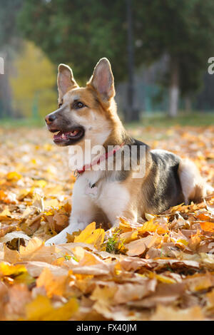 Gelbe und graue Rüde in roter Kragen sitzt in das Herbstlaub, Stockfoto