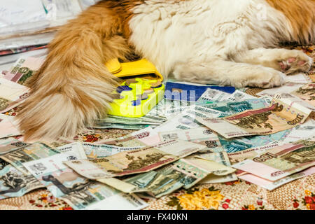 Banknoten der Geld Katze Schwanz wie Regel Stockfoto