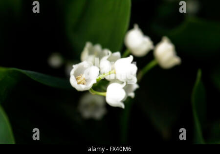 Maiglöckchen auf dunklem Hintergrund im Frühjahr Stockfoto