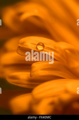 Tropfen Wasser auf blass orange Blütenblätter von Blumen Stockfoto