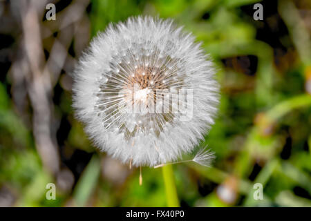 Große schöne weiße Löwenzahn im Sommergarten Stockfoto