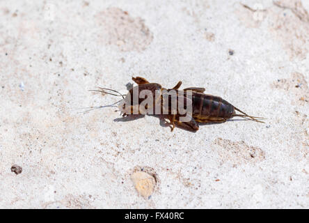 Gryllotalpidae, Insekt der Fauna am sonnigen Tag auf hellem Hintergrund Stockfoto