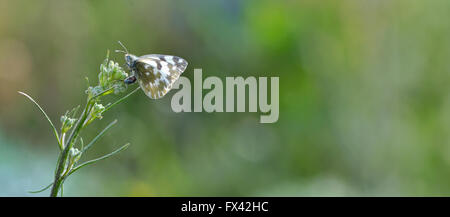 Nahaufnahme eines gemeinsamen Pierrot (Castalius Rosimon) Schmetterling Stockfoto