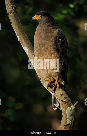 Crested Schlange Eagle (spilornis cheela) auf einem trockenen Zweig nagarhole Nationalpark gelegen, Karnataka, Indien Stockfoto