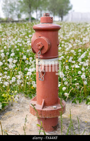 Red Fire Hydrant isoliert in einem Feld Stockfoto