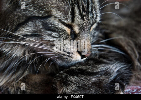 Katze schlafen Nahaufnahme Stockfoto