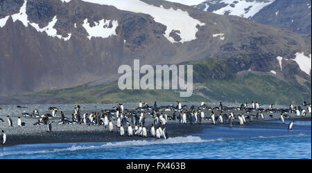 Königspinguine (Aptenodytes Patagonicus) am Strand in der Nähe von ihre Verschachtelung Kolonie. Salisbury Plain, Bucht der Inseln, Süd-Georgien. Stockfoto