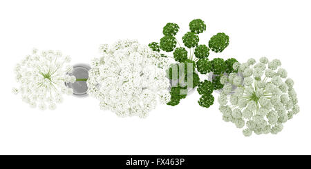 Draufsicht der Wilden Möhre Blumen in Gläsern isoliert auf weißem Hintergrund. 3D illustration Stockfoto
