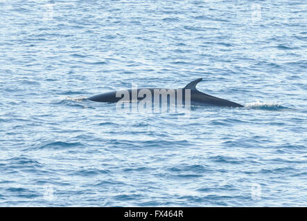 Den Rücken und die Rückenflosse eines antarktischen Zwergwal (Balaenoptera Bonaerensis). Hope Bay, Trinity Halbinsel, Antarktis Stockfoto