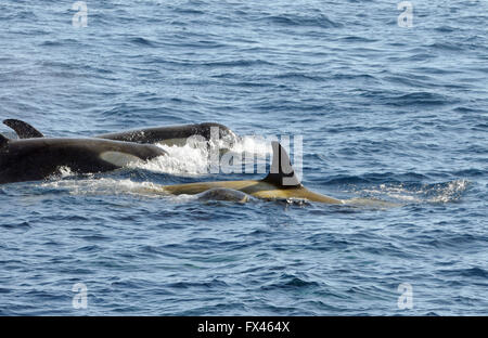 Schwertwale oder Orcas (Orcinus Orca). Typ B Orcas sind. Hoffe Trinity Halbinsel, antarktische Halbinsel, Bay, Antarktis. Stockfoto