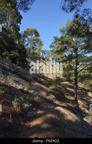 Paphos Wald, Stavros Tis Psokas, Zypern kalabrische Kiefer Stockfoto