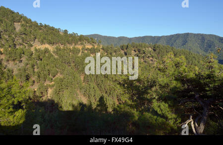 Paphos Wald, Stavros Tis Psokas, Zypern kalabrische Kiefer Stockfoto