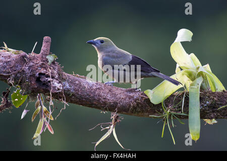 Palm-Voegel (Thraupis Palmarum), Distrikt Heredia, Costa Rica Stockfoto