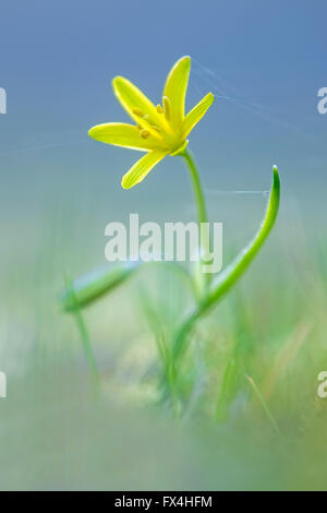 Gelbe Star-of-Bethlehem (Gagea Lutea) mit Spinnweben, mittlere Elbe-Biosphärenreservat, Sachsen-Anhalt, Deutschland Stockfoto