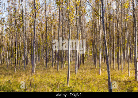 Eine Baumschule wächst sehr gerade, die Bäume hat Blätter sind Farbwechsel und beginnen, sich im Herbst in Oregon fallen. Stockfoto