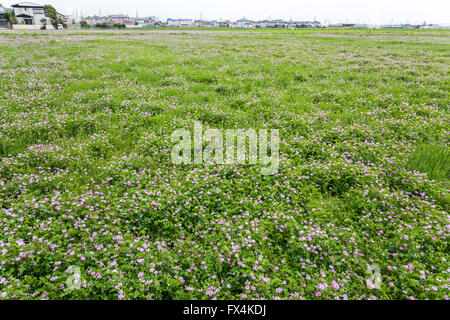 Isehara City, Japan. 10. April 2016. Chinesische Milch Wicke Blumen (Astragalus Sinicus oder Renge oder Genge) Blumen in voller Blüte, Isehara Stadt, Kanagawa Präfektur, Japan Credit: EDU Vision/Alamy Live News Stockfoto