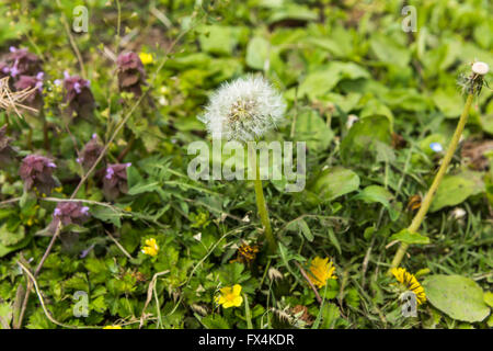 Löwenzahn in voller Blüte, Isehara City, Präfektur Kanagawa, Japan. Nahaufnahme gelb Stockfoto