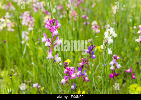 Isehara City, Japan. 10. April 2016. Chinesische Milch Wicke Blumen (Astragalus Sinicus oder Renge oder Genge) Blumen in voller Blüte, Isehara City, Präfektur Kanagawa, Japan. Bildnachweis: EDU Vision/Alamy Live-Nachrichten Stockfoto