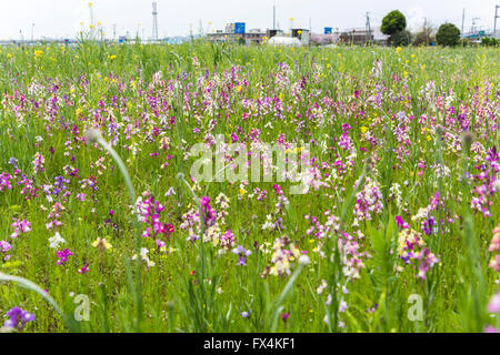 Isehara City, Japan. 10. April 2016. Chinesische Milch Wicke Blumen (Astragalus Sinicus oder Renge oder Genge) Blumen in voller Blüte, Isehara City, Präfektur Kanagawa, Japan. Bildnachweis: EDU Vision/Alamy Live-Nachrichten Stockfoto