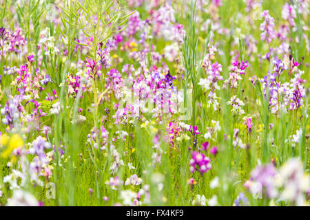 Isehara City, Japan. 10. April 2016. Chinesische Milch Wicke Blumen (Astragalus Sinicus oder Renge oder Genge) Blumen in voller Blüte, Isehara City, Präfektur Kanagawa, Japan. Bildnachweis: EDU Vision/Alamy Live-Nachrichten Stockfoto